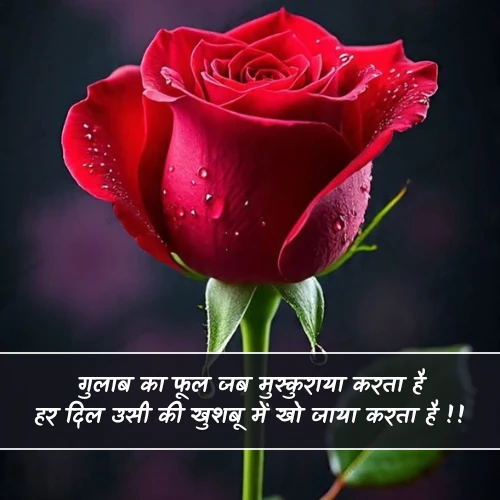 Gulab Ka Phool Shayari Gulab Ka Phool Shayari