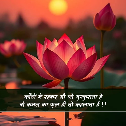 Kamal Ka Phool Shayari Kamal Ka Phool Shayari