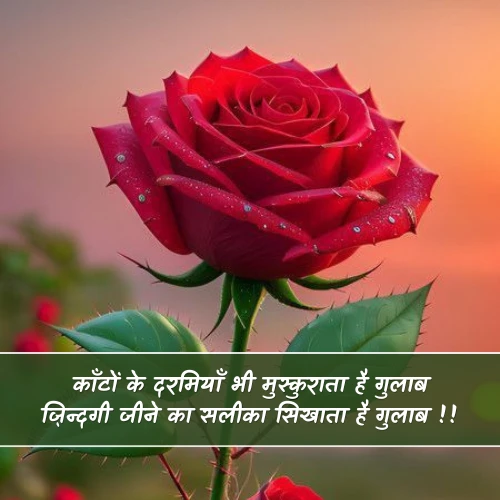 Phool Shayari Phool Shayari